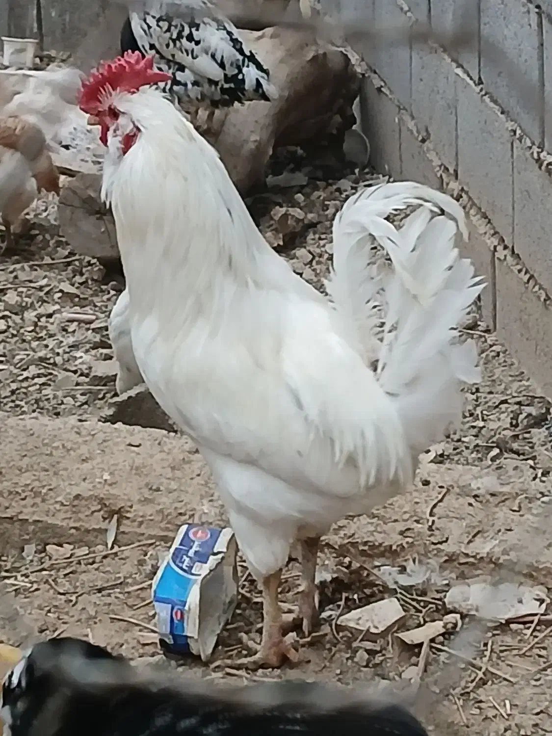 خروس چهل تاج ریشی|حیوانات مزرعه|لردگان, |دیوار