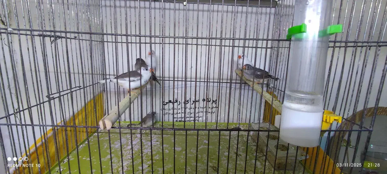 فنچ|پرنده|خمینیشهر, |دیوار