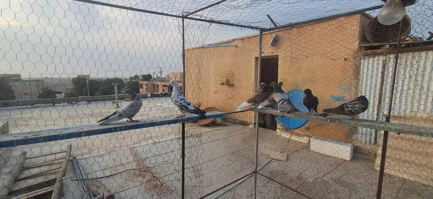 کبوتر|پرنده|بندر ماهشهر, |دیوار