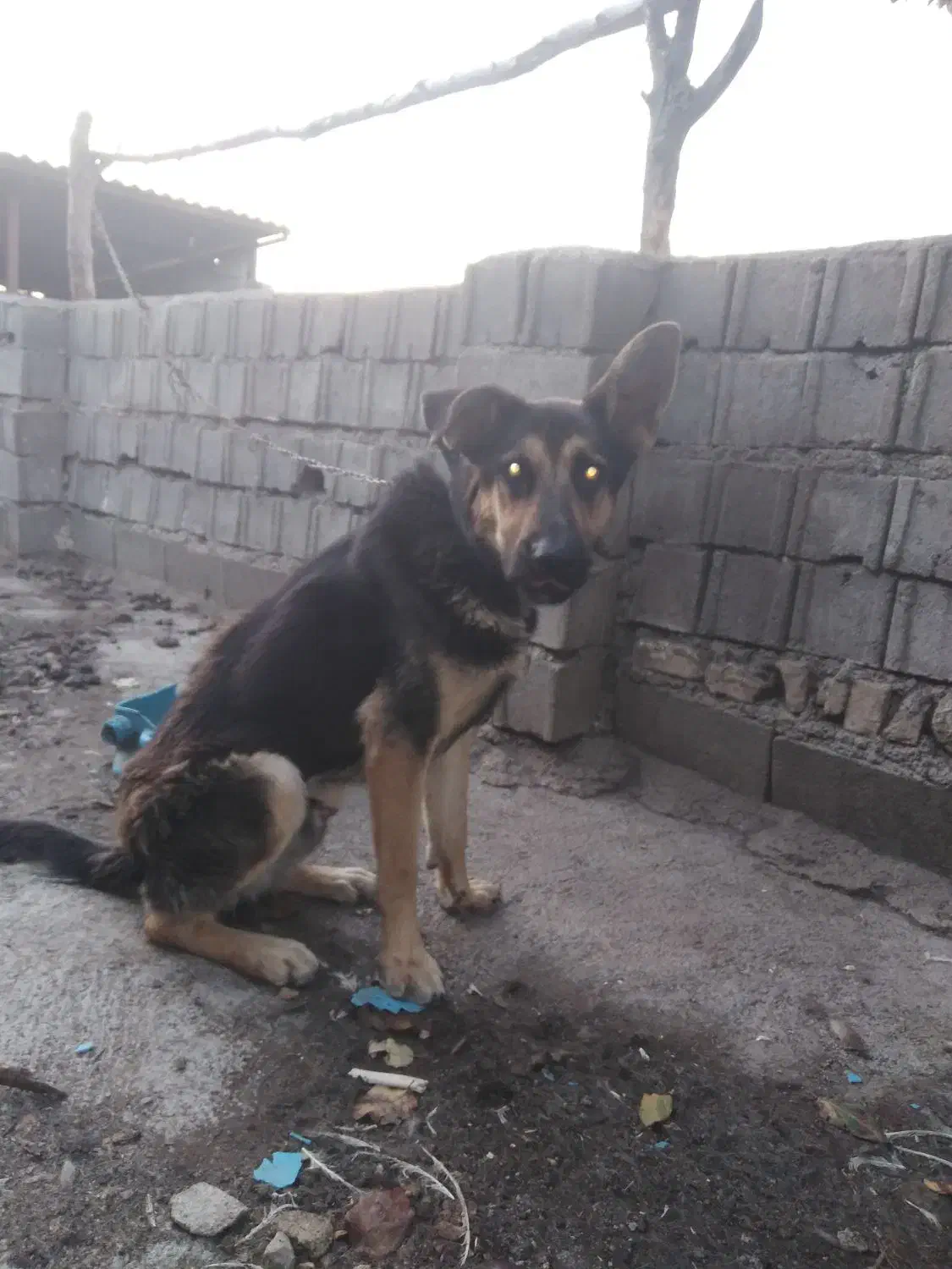 سگ گرگی|سگ|گرگان, |دیوار