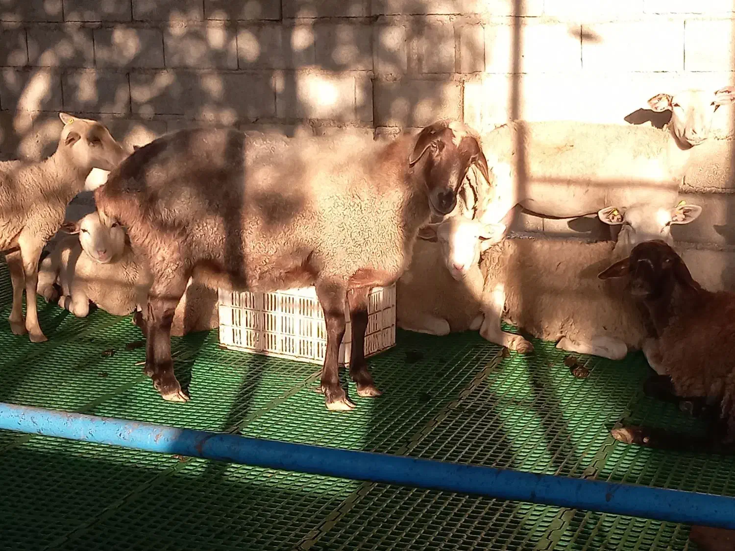 گوسفند دوقلوها با دو بره ماده وگوسفندابستن|حیوانات مزرعه|شیرگاه, |دیوار