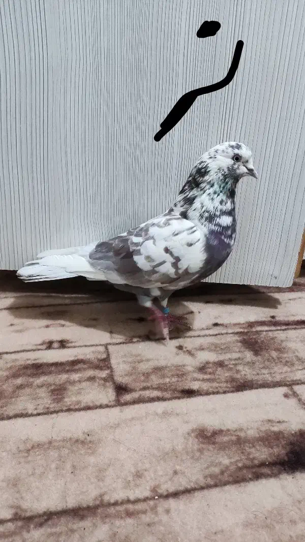 کفتر پرشی|پرنده|شهر ری, ولی آباد|دیوار