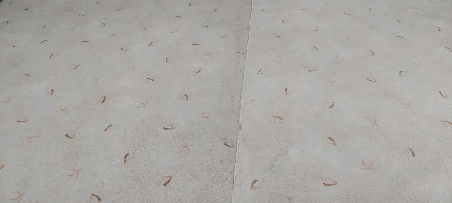 پلازا موکت|موکت|کارون, |دیوار