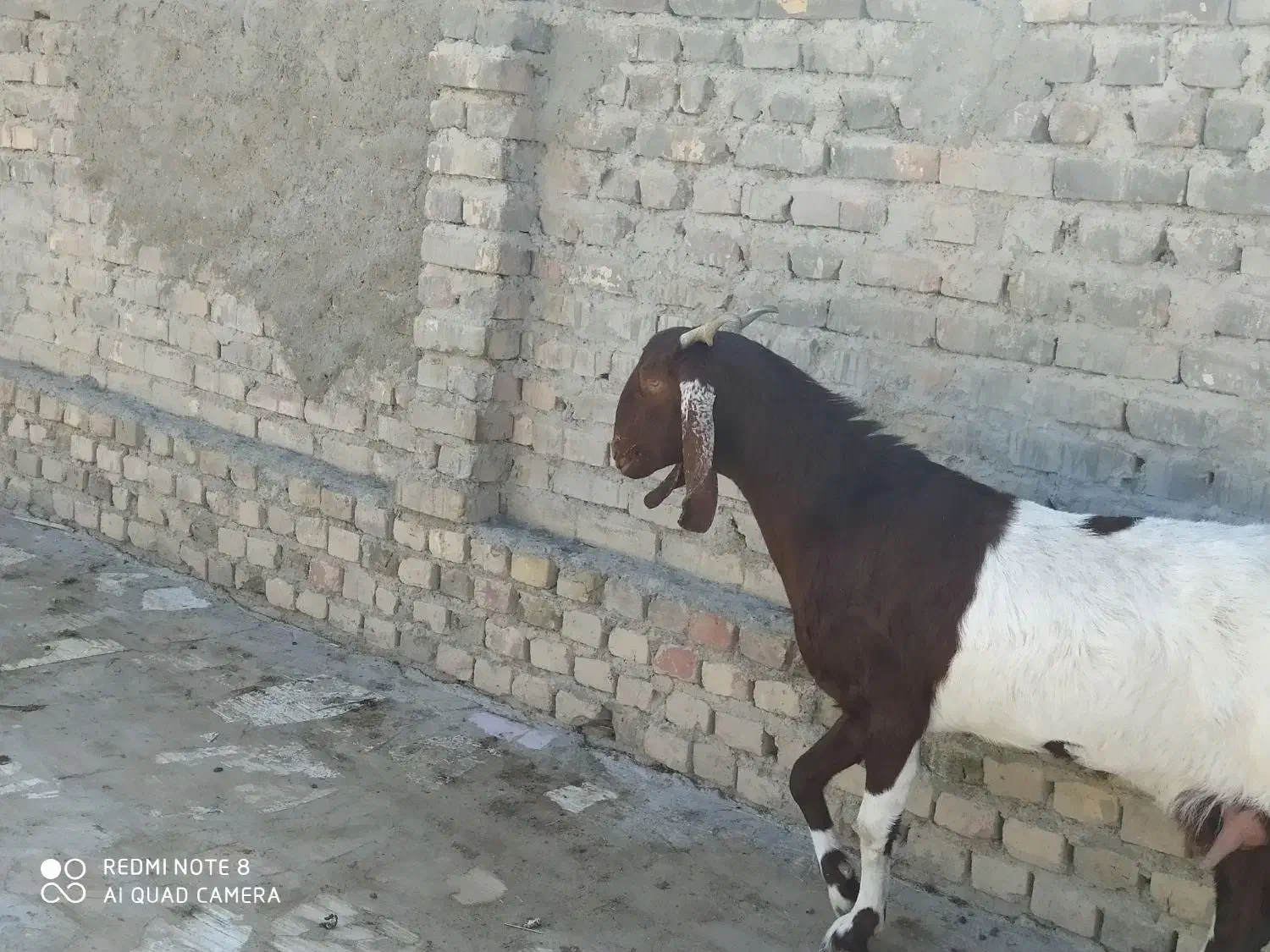 س3بز مری|حیوانات مزرعه|سراوان, |دیوار