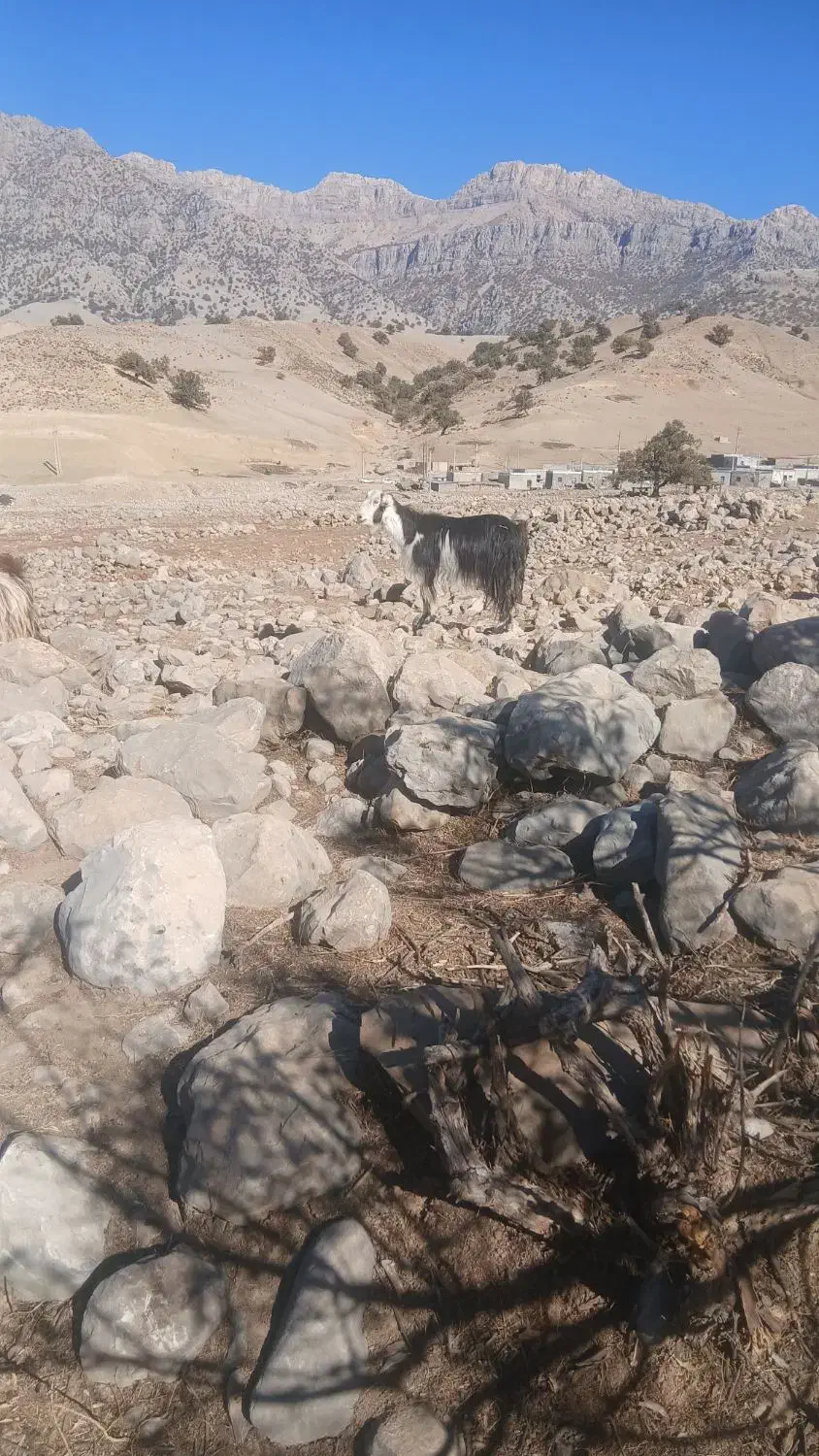 بز داشتی و کشتی|حیوانات مزرعه|اندیکا, |دیوار