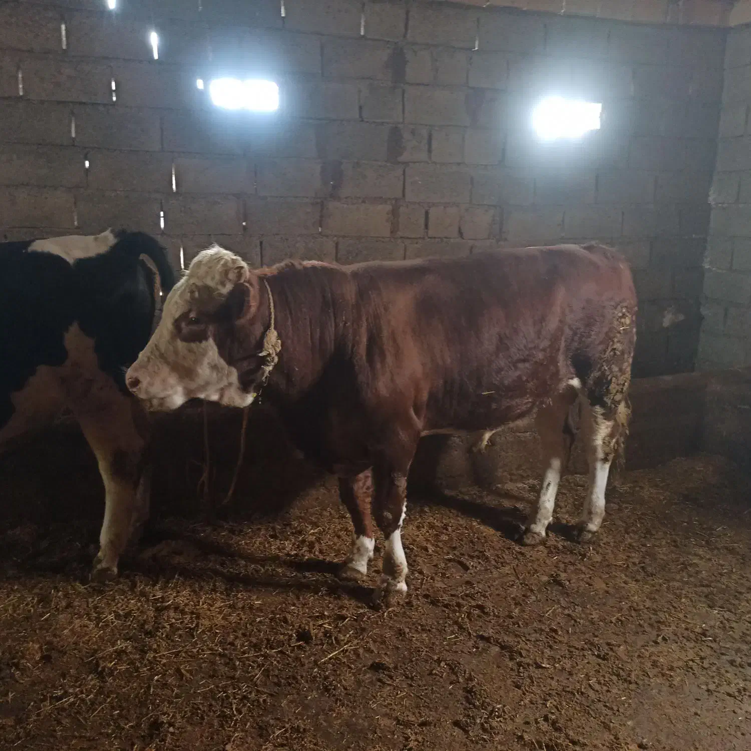 دوعد گوساله نرسیمینتال|حیوانات مزرعه|اصلاندوز, |دیوار