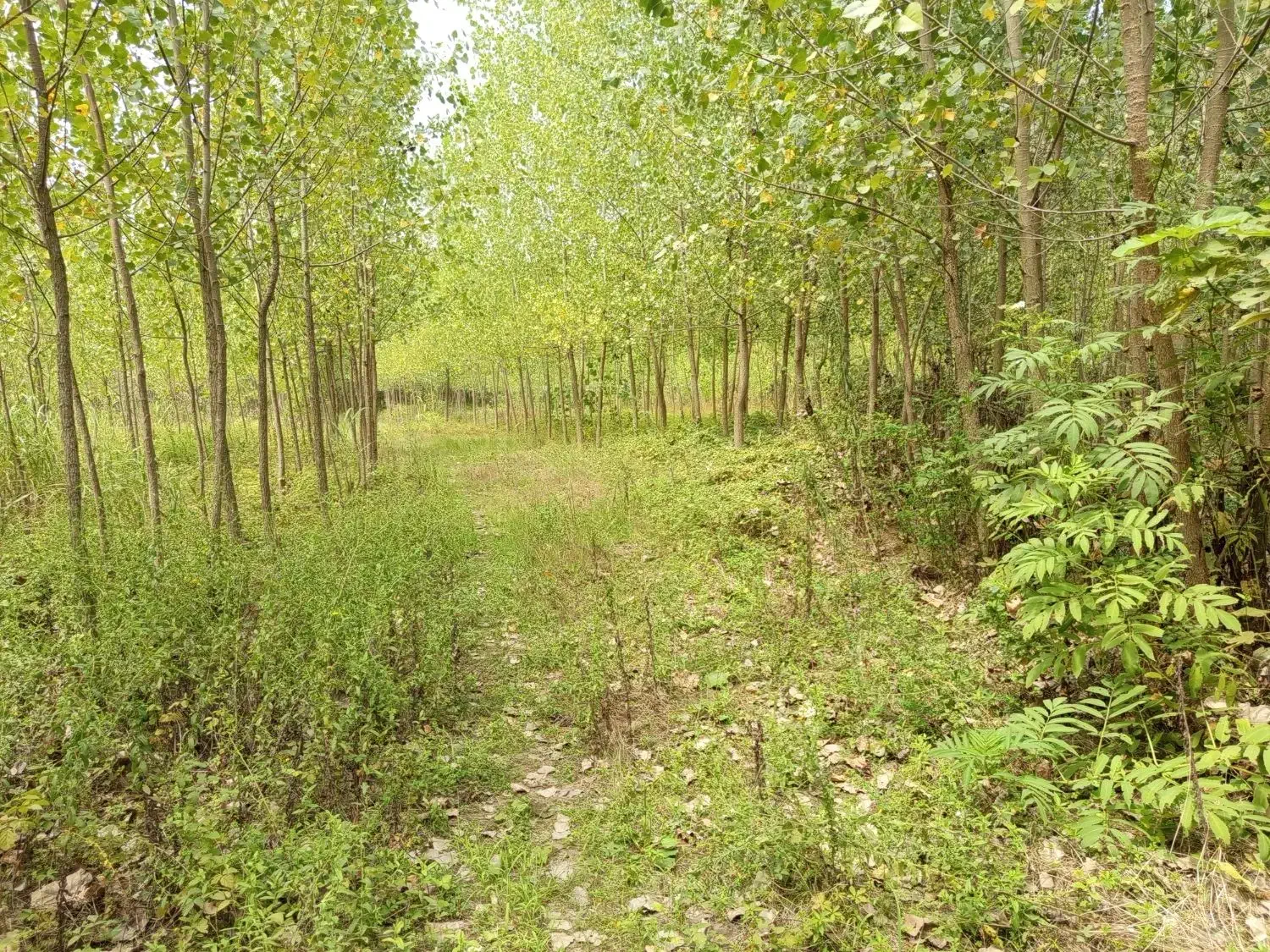 فروش زمین باغی|فروش زمین و ملک کلنگی|رودبنه, |دیوار