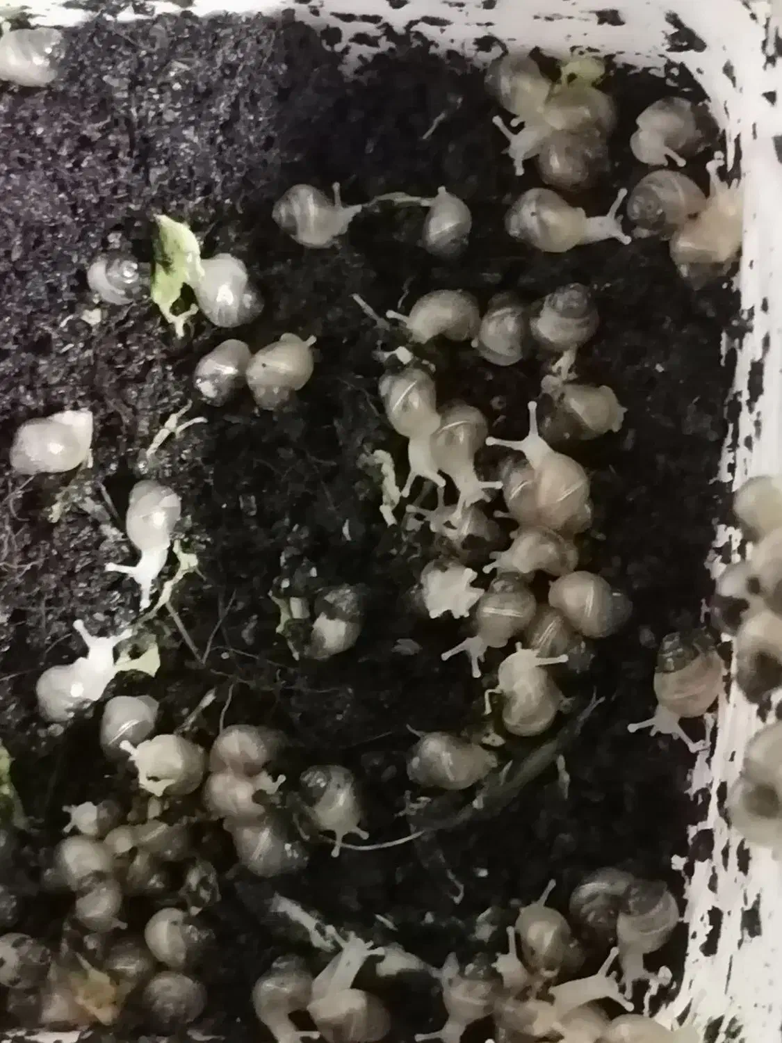 حلزون هاهمه فروشی|خزنده|نیشابور, باغ نو|دیوار