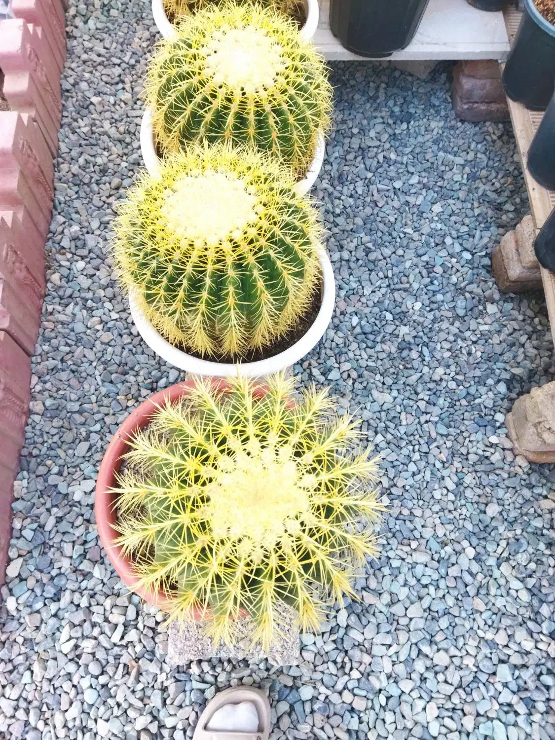 کاکتوس اچینو|گل و گیاه طبیعی|ماهدشت, |دیوار