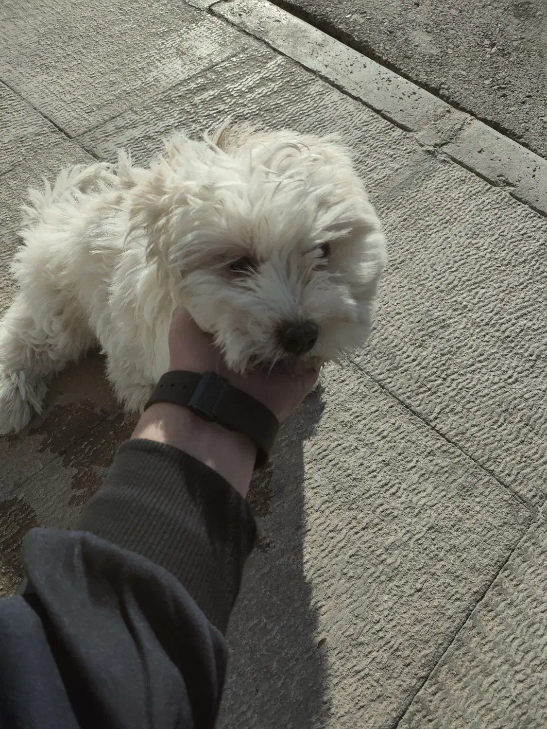 تیریر ۴ ماه|سگ|شاهین‌شهر, فردوسی|دیوار