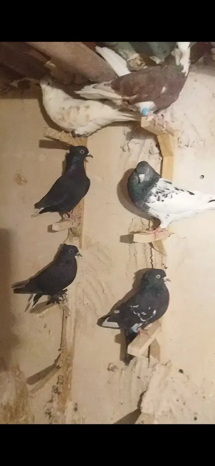 ۳۳تا بهبهانی|پرنده|مرودشت, رودبال|دیوار