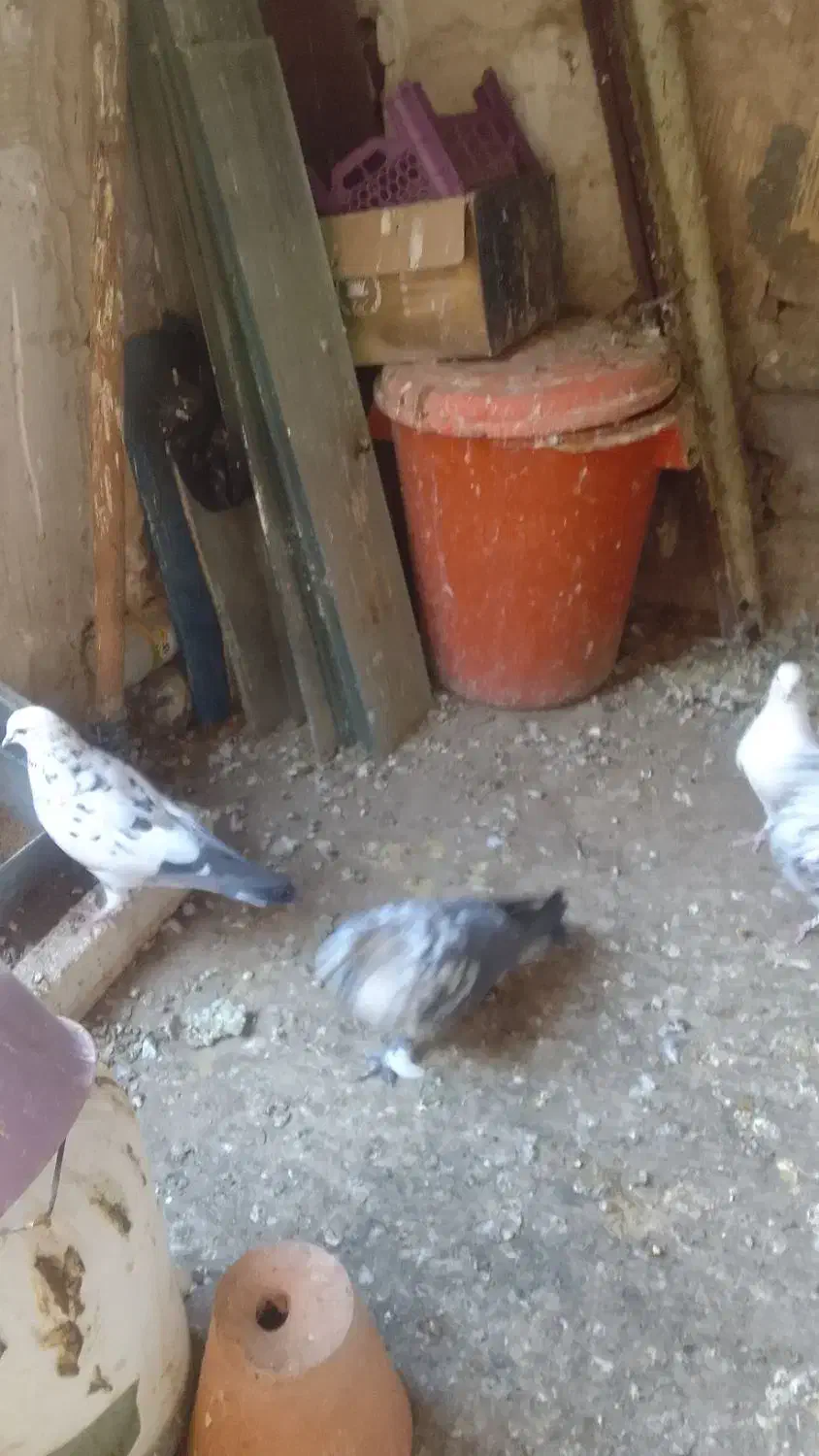 کبوتر تهرانی|پرنده|کرج, حصار|دیوار