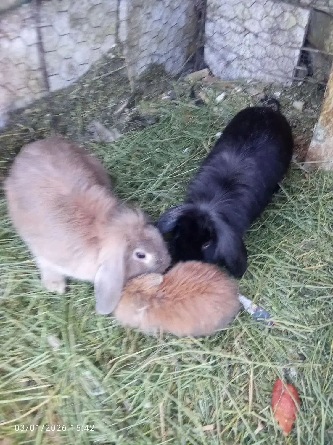 خرگوش لوپ|موش و خرگوش|زرند, |دیوار