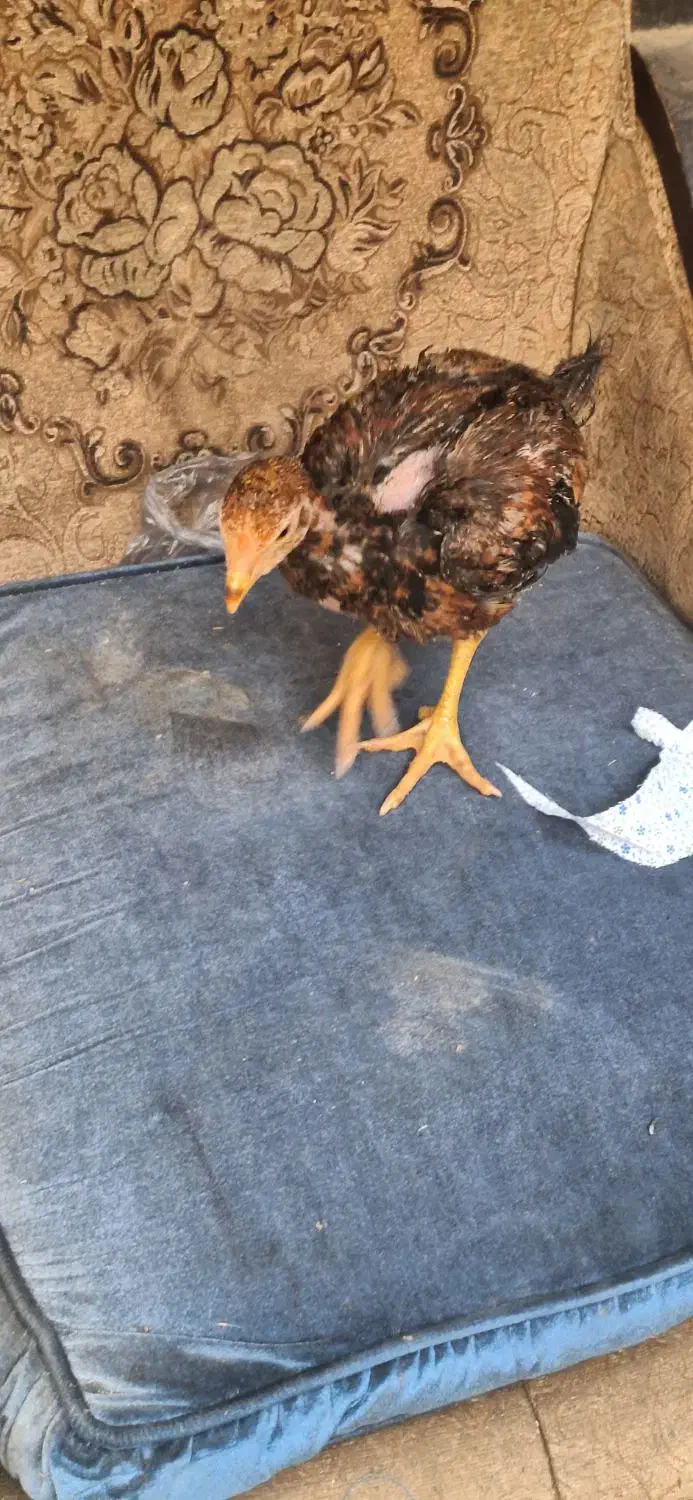 جوجه لاری|حیوانات مزرعه|ورامین, خیر آباد|دیوار