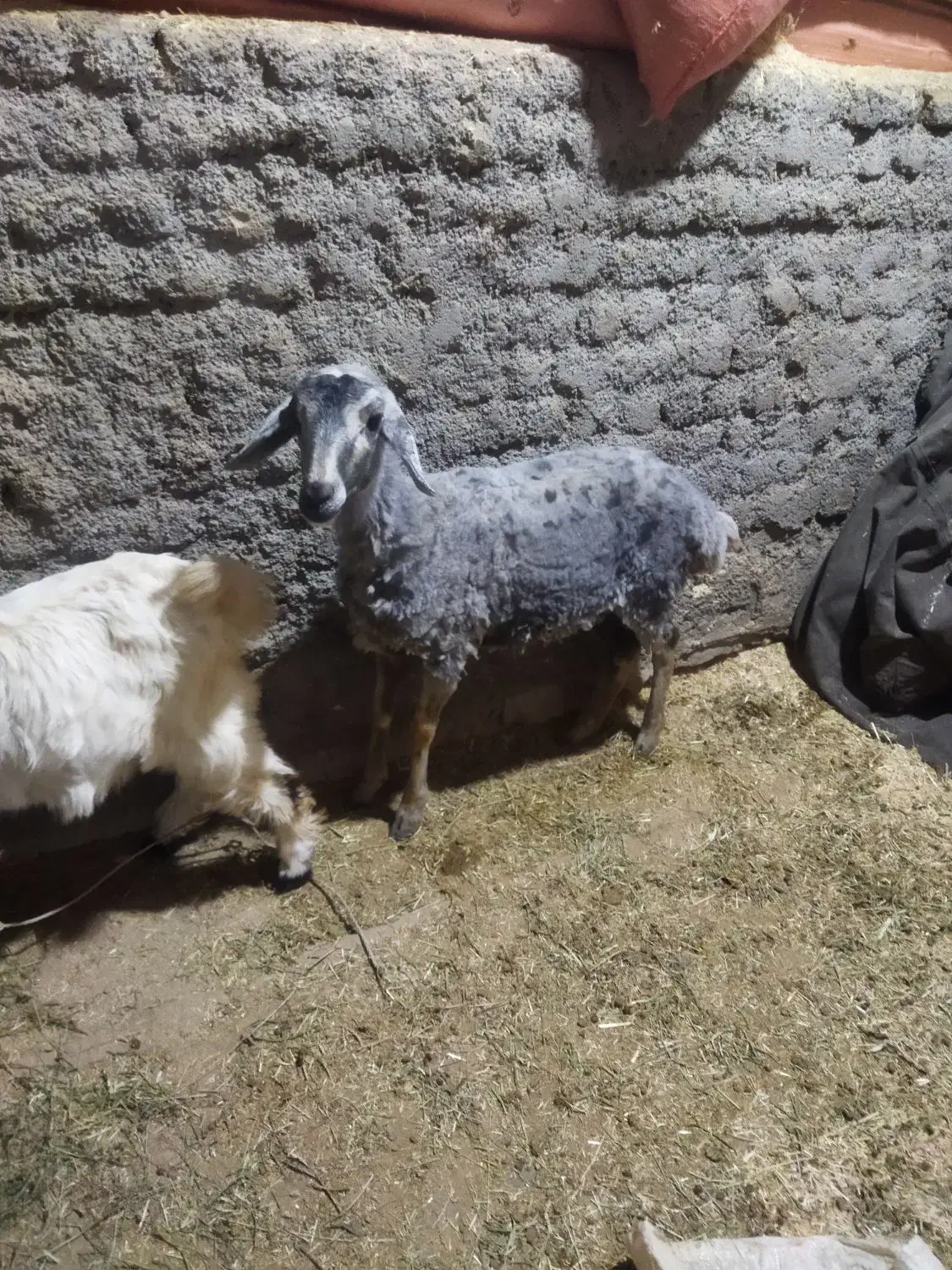 بره ماده|حیوانات مزرعه|زاغه, |دیوار