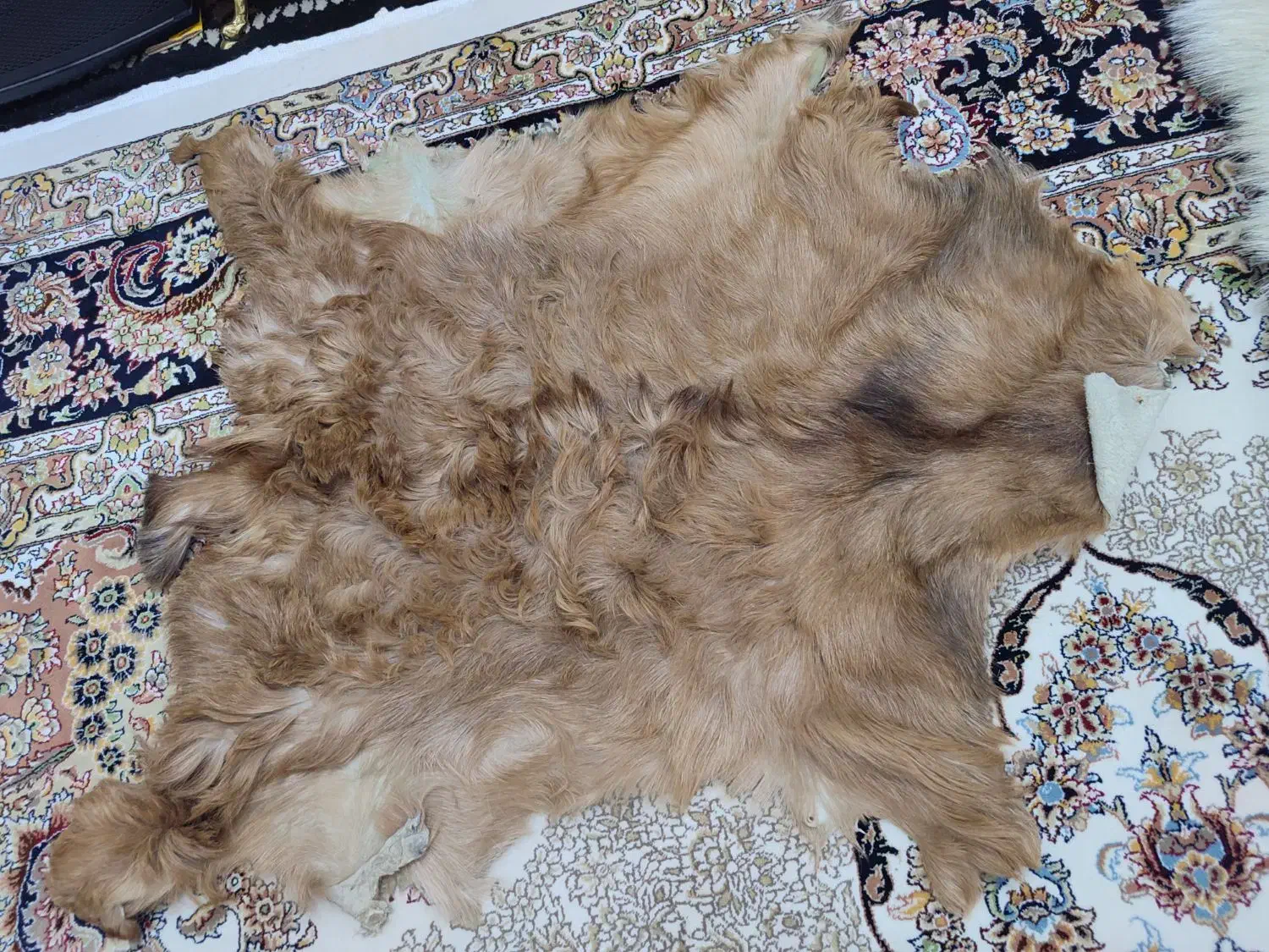 پوست بز نو|صنایع دستی و سایر لوازم تزئینی|کرمانشاه, |دیوار