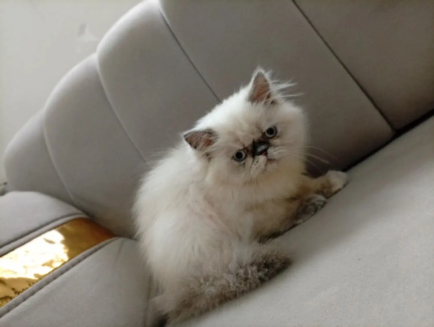 گربه پرشین|گربه|جوانرود, |دیوار