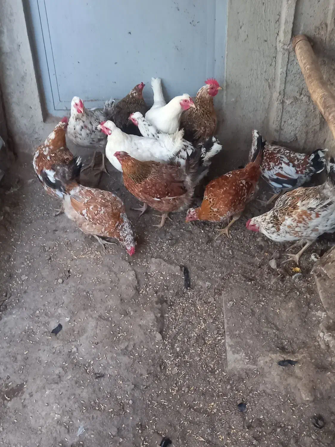 گلین اصل|حیوانات مزرعه|ارشق, |دیوار