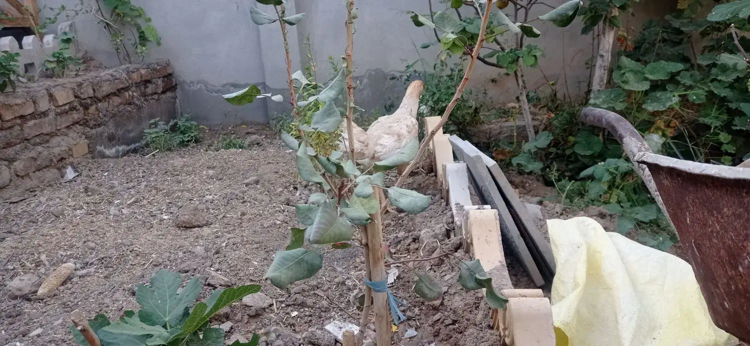 فروش مرغ لاری تخم گذار|حیوانات مزرعه|تربت‌حیدریه, منظر|دیوار