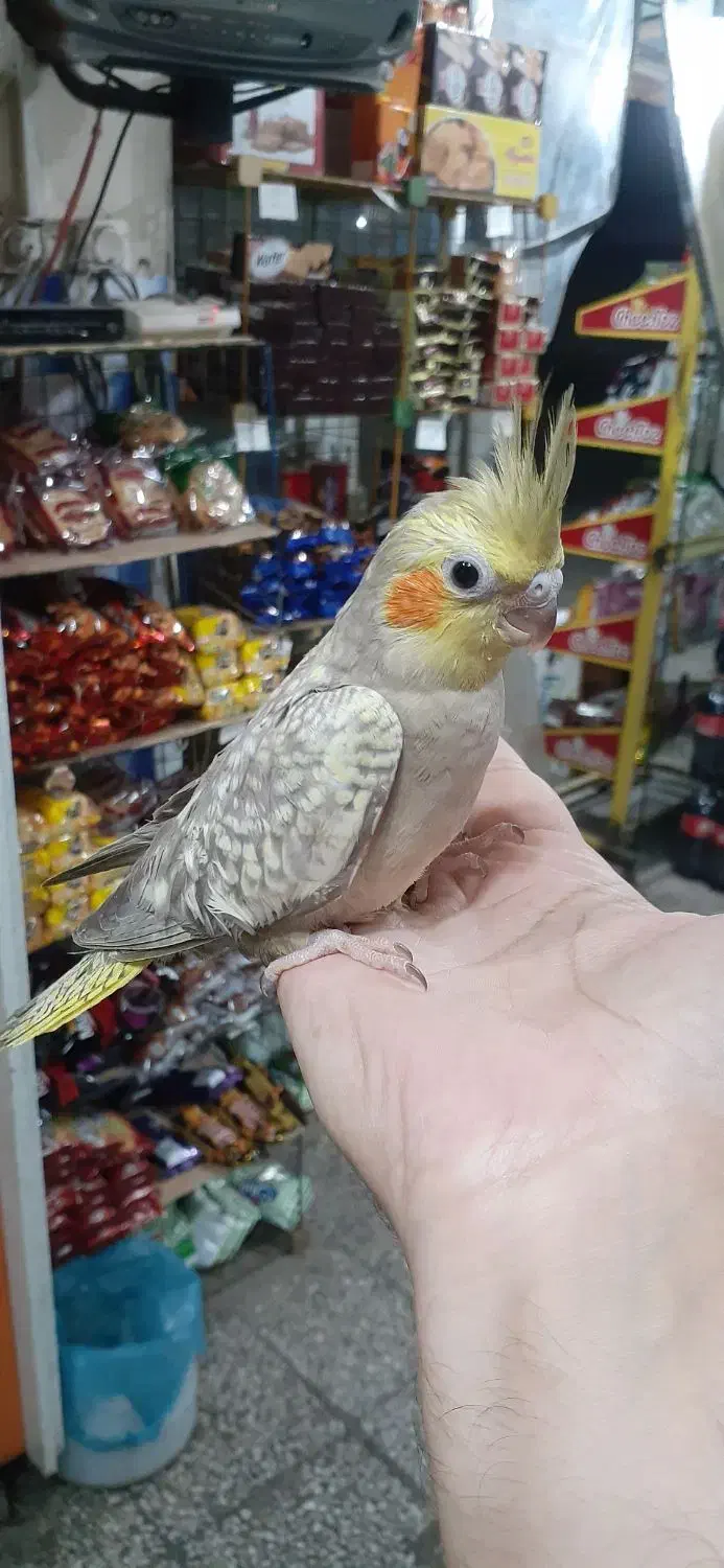 عروس هلندی|پرنده|رودسر, |دیوار