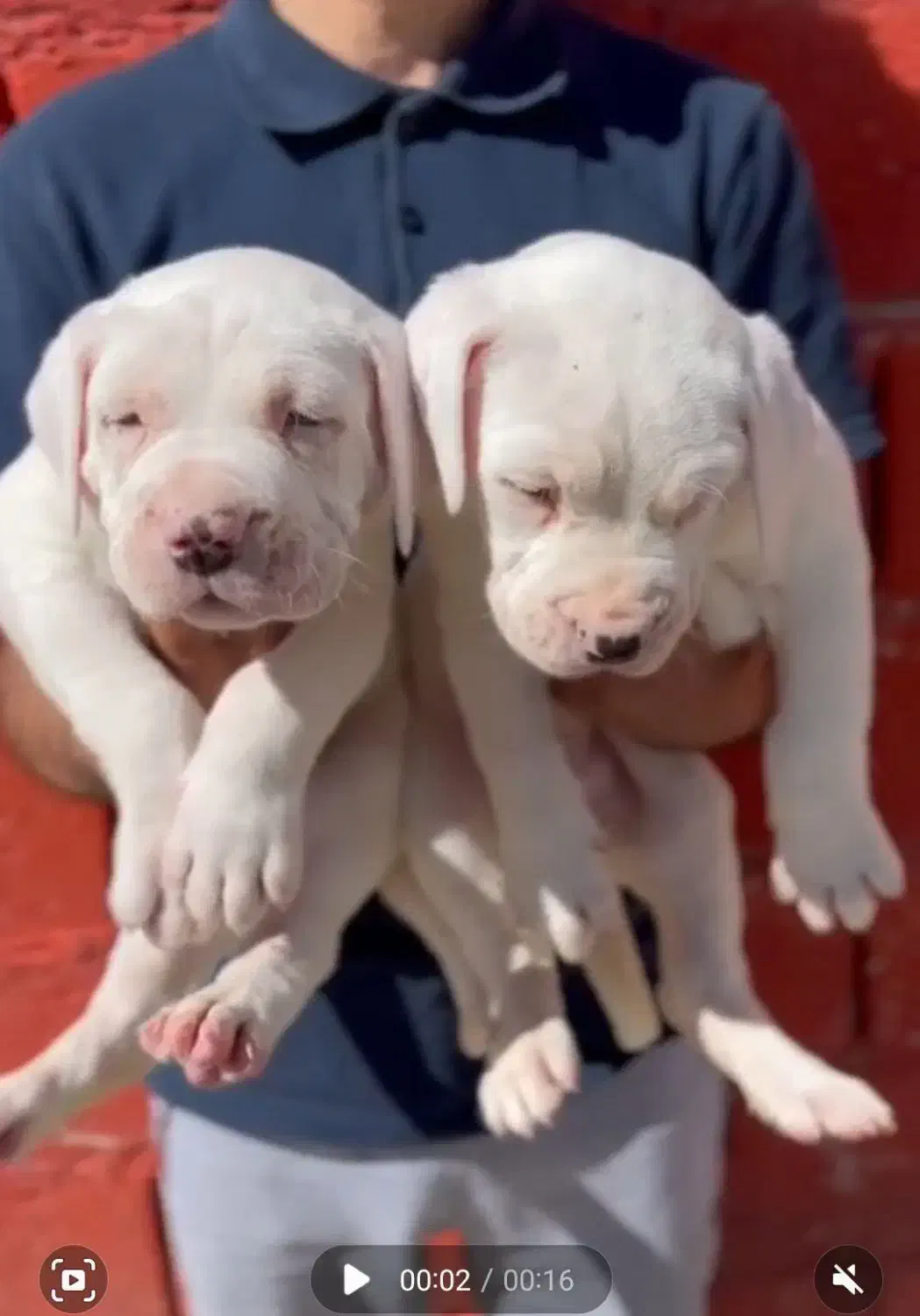 داگو آرژلنتینو .|سگ|بومهن, |دیوار