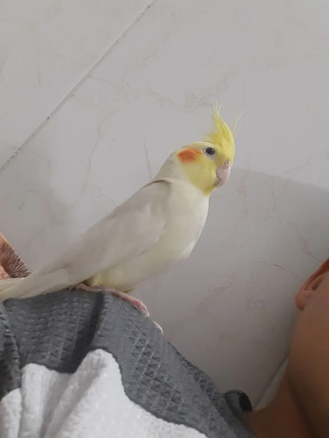 عروس هلندی|حیوانات|سبزوار, ایزی شهر|دیوار