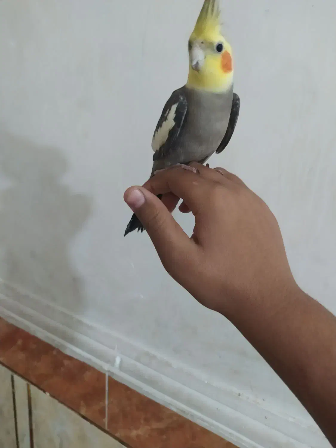 عروس هلندی|پرنده|کارون, |دیوار