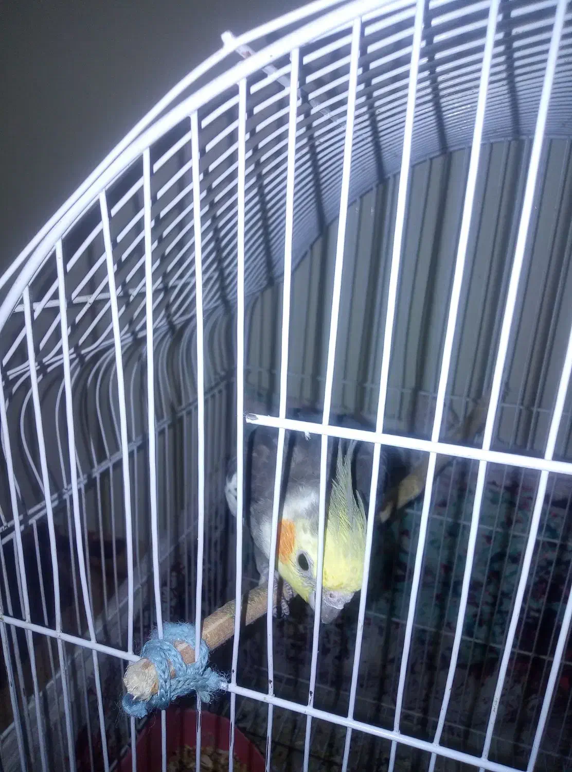 عروس هلندی نر|پرنده|تهران, جوادیه تهرانپارس|دیوار