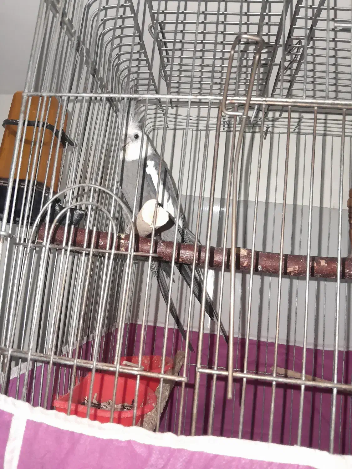 عروس هلندی نر|پرنده|الوند, |دیوار