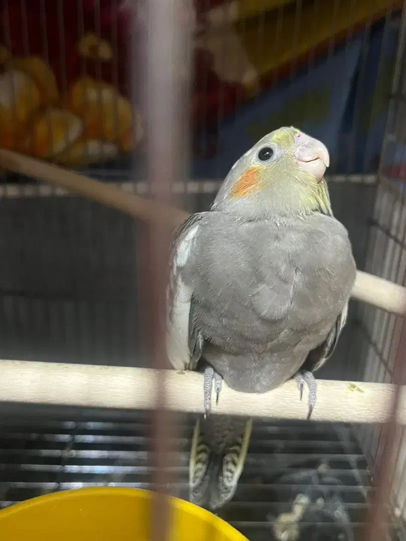 عروس هلندی|پرنده|اصفهان, طامه|دیوار