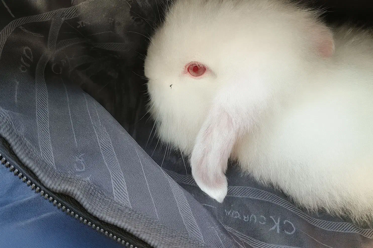 بچه خرگوش|موش و خرگوش|بوشهر, |دیوار