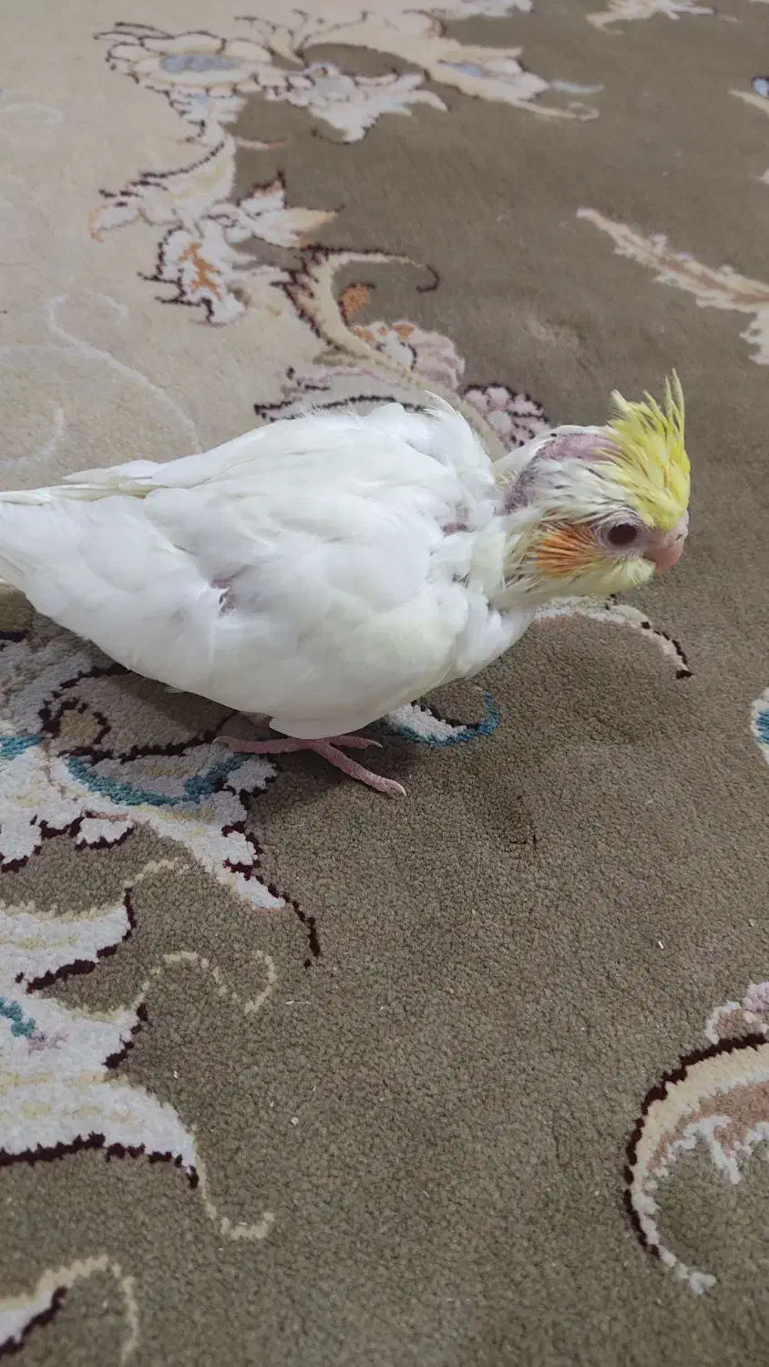 فروش جوجه عروس هلندی لوتینو|پرنده|شیراز, کوشک میدان|دیوار