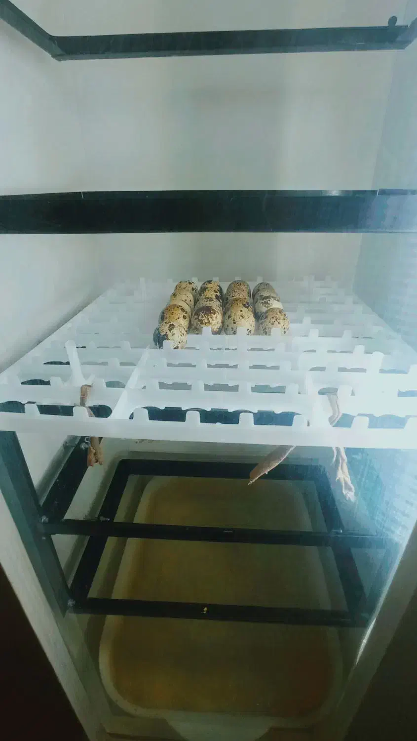 دستگاه جوجه کشی|لوازم جانبی حیوانات|باغ بهادران, |دیوار