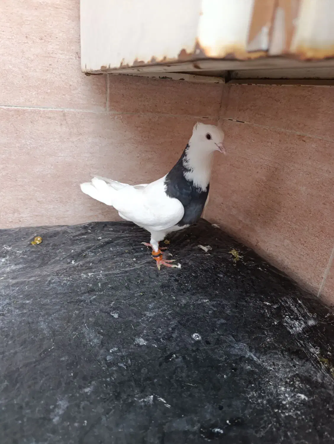 طوقی|پرنده|مسجد سلیمان, |دیوار