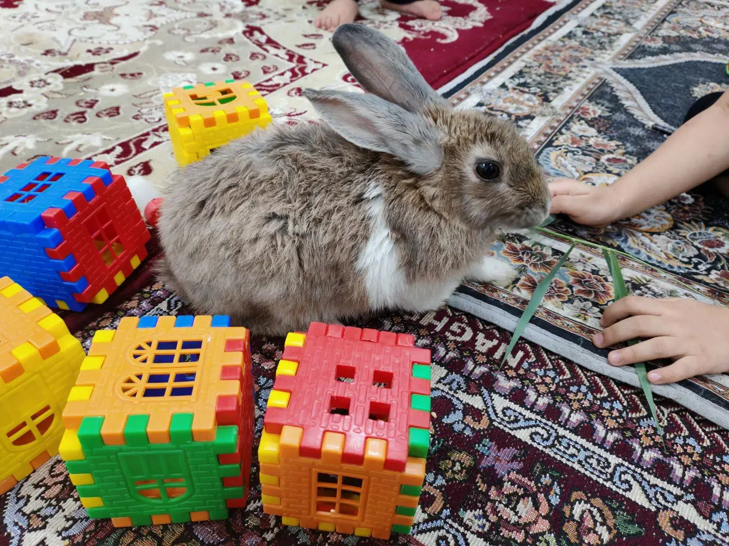 خرگوش|موش و خرگوش|بندر ماهشهر, |دیوار