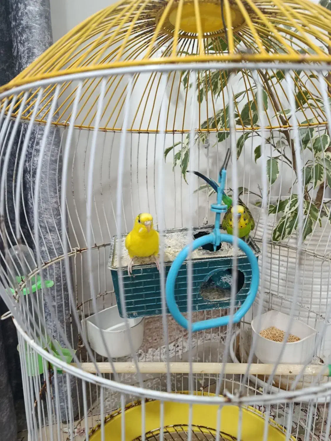 مرغ عشق با قفس|پرنده|بندر امام خمینی, |دیوار