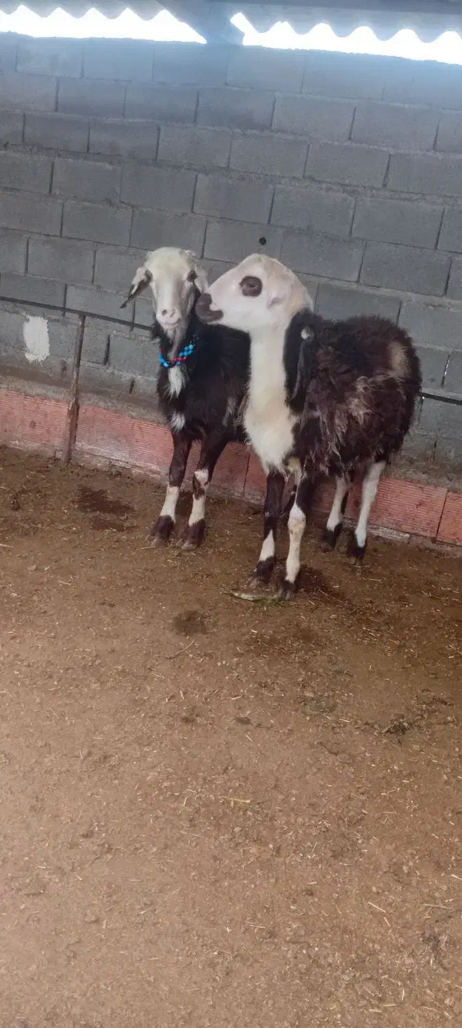 دو عدد بره قوچ پلنگی بروجردی اصل|حیوانات مزرعه|نکا, |دیوار