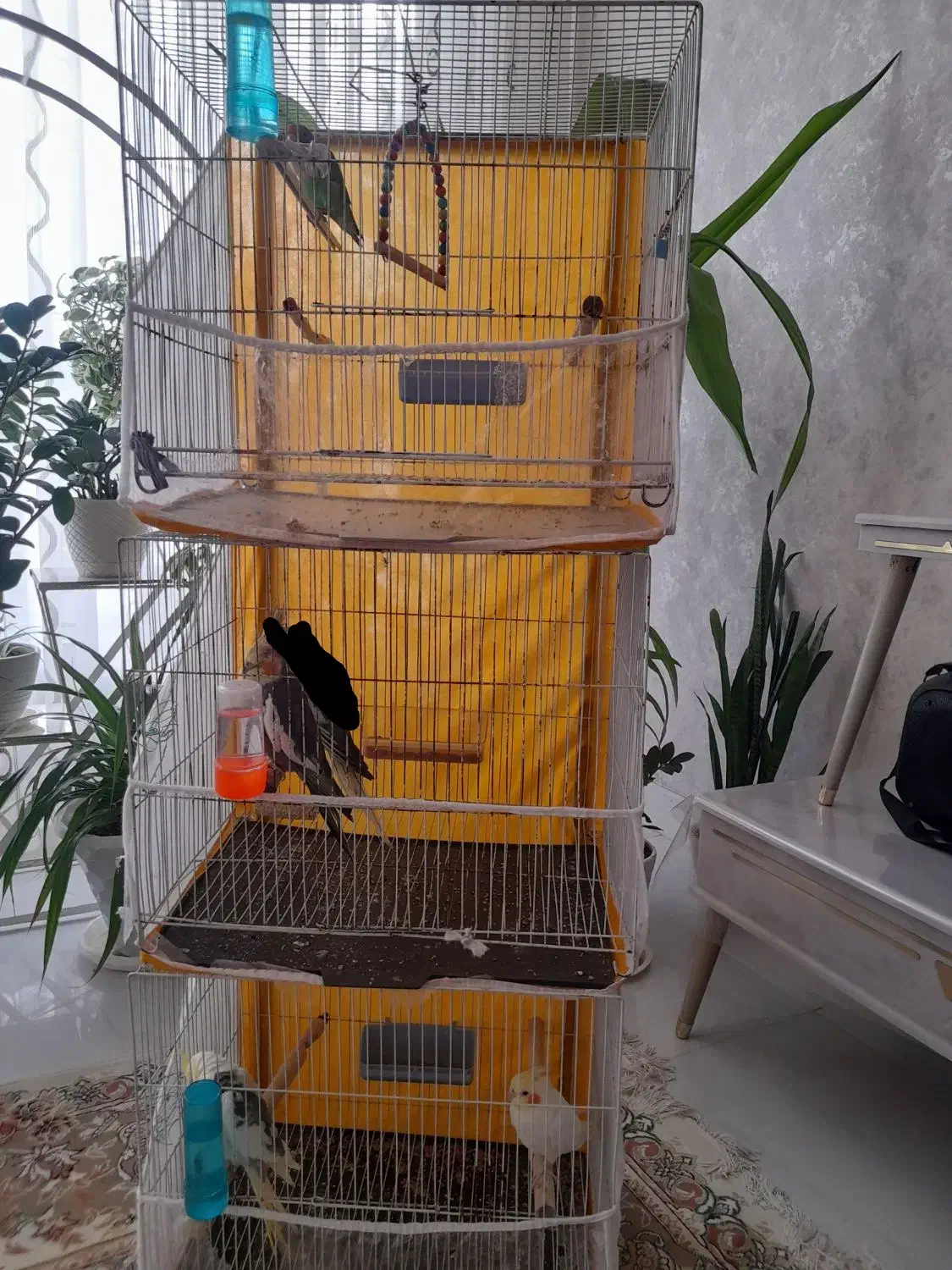 عروس هلندی|پرنده|تربت‌حیدریه, شهرک ولیعصر|دیوار