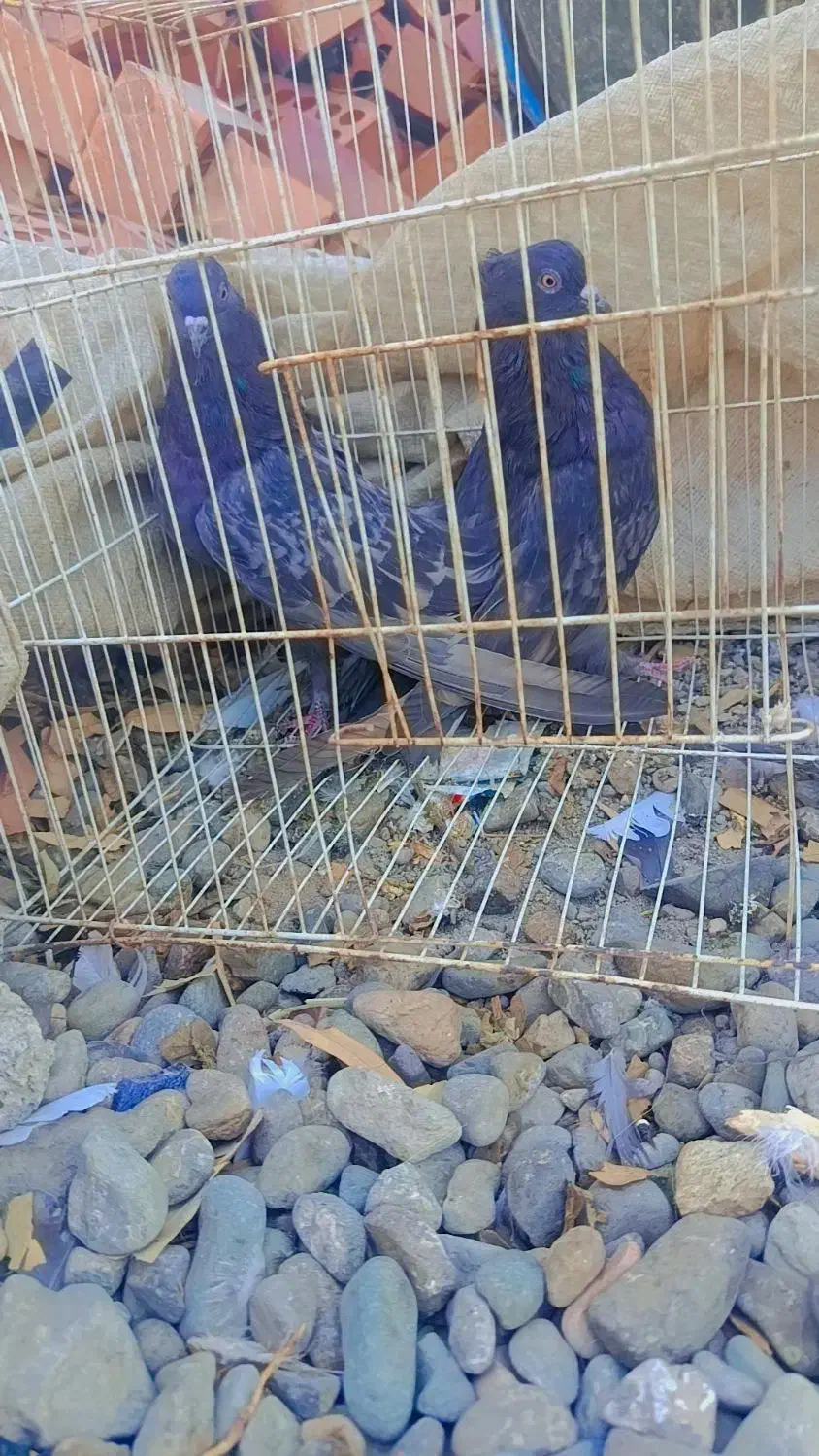 کبوتر|پرنده|جیرفت, |دیوار