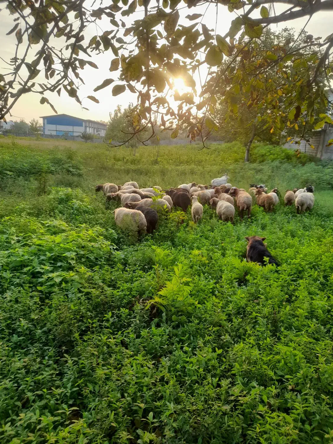 گوسفند داشتی|حیوانات مزرعه|چمستان, |دیوار