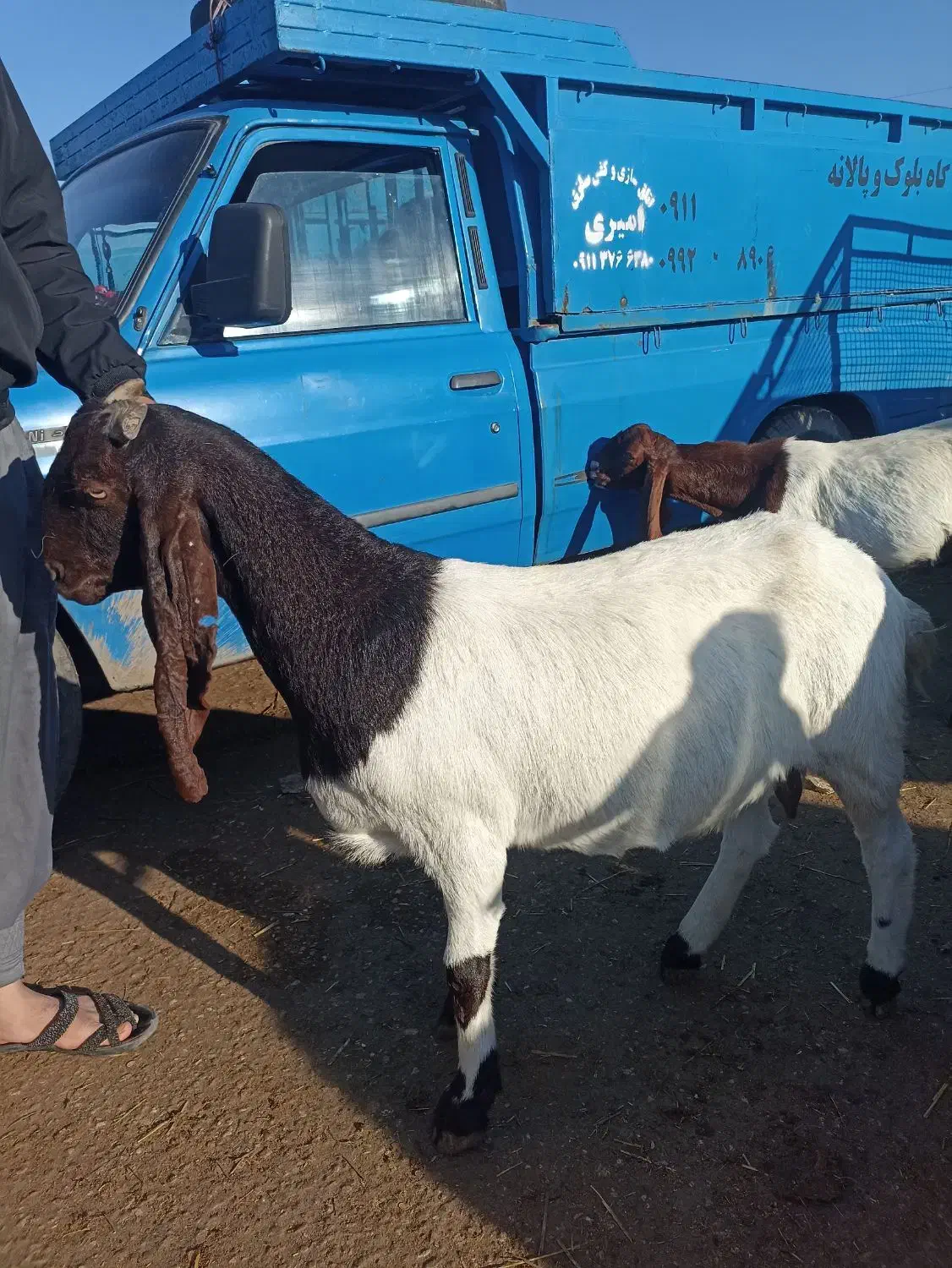 بز پاکستانی اصیل  ابستن|حیوانات مزرعه|انبارآلوم, |دیوار