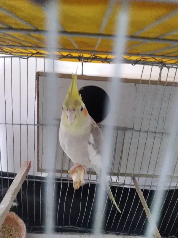 فروش یک جفت عروس هلندی و یه عروس نر بالغ مست|پرنده|دره شهر, |دیوار