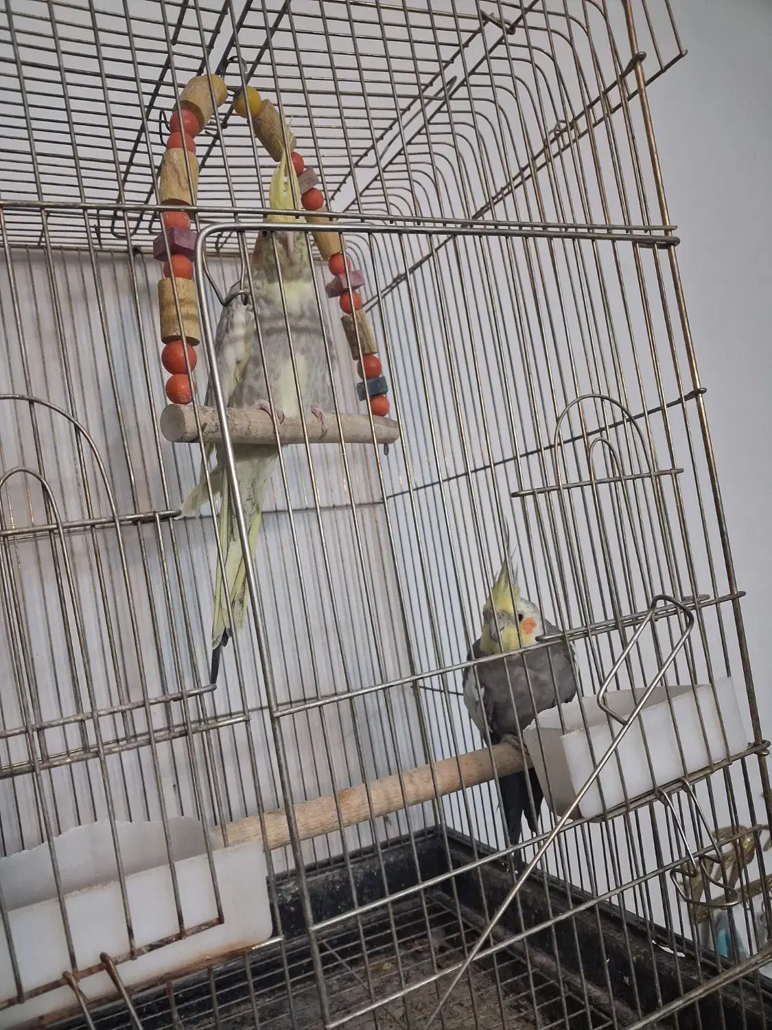 عروس هلندی|پرنده|ساوه, |دیوار