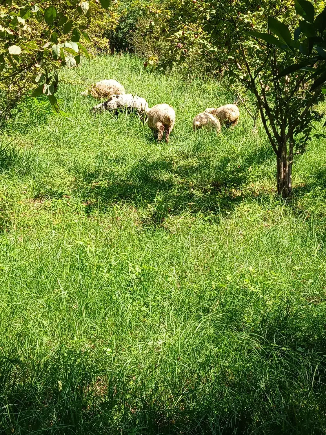 فروش بره گوسفند نر و ماده|حیوانات مزرعه|تالش, هشتپر|دیوار