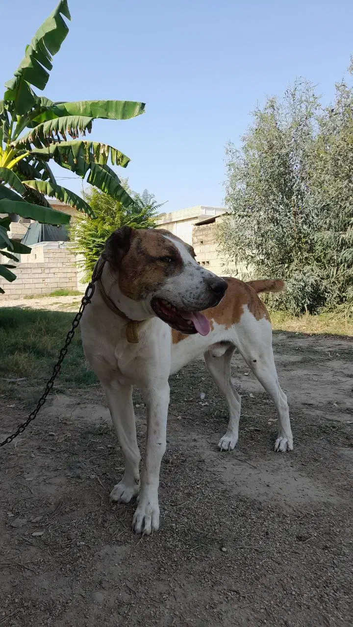 سگ افغان البای بسیار خوشگل|سگ|گنبد کاووس, |دیوار