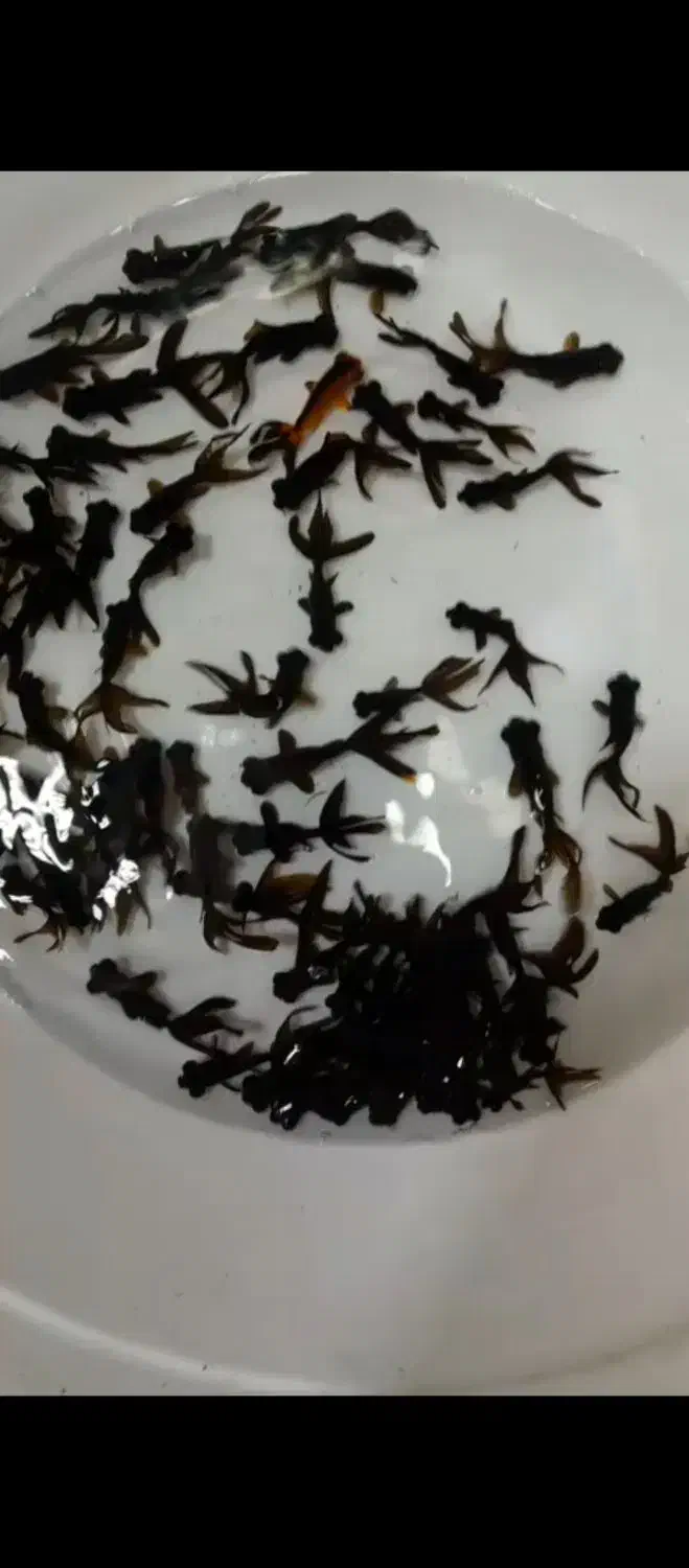 فروش ماهی قرمز تلسکوپی کوی گلفیش|ماهی|سنگر, |دیوار