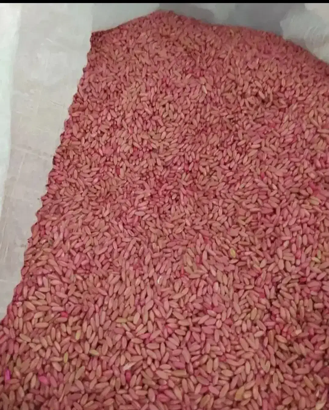 گندم دیم|خدمات باغبانی و درختکاری|نورآباد, |دیوار