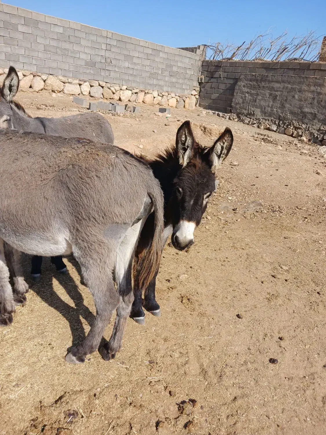 الاغ نر وماده|حیوانات مزرعه|گرمسار, |دیوار