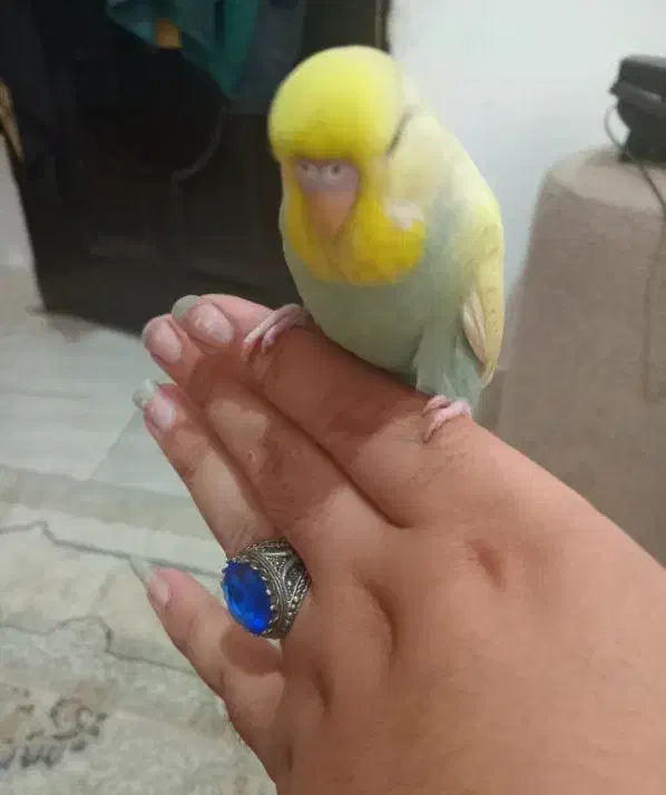 مرغ عشق رینبو و رینبو انگلیسی|پرنده|رشت, پیرکلاچای|دیوار