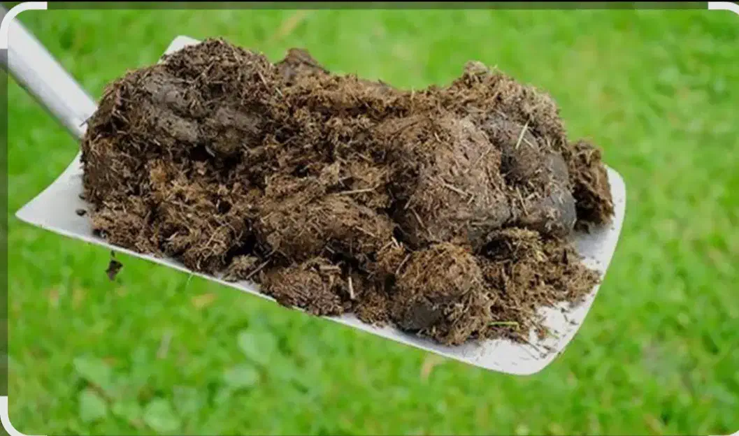 کود گاوی|حیوانات مزرعه|کاشمر, |دیوار